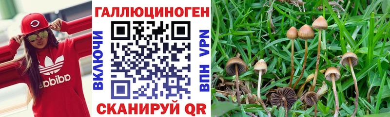 Купить  Пойковский  Галлюциногенные грибы прущие грибы 